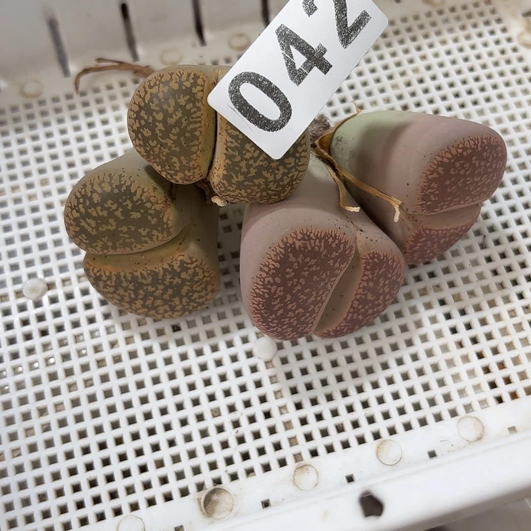 生石花一物一拍2颗042
