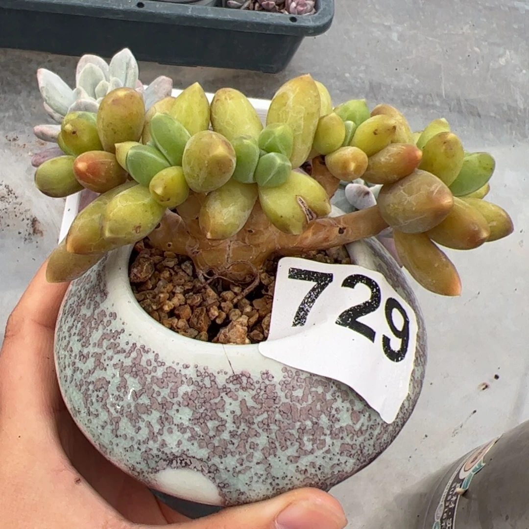 729 满38元包邮非偏远