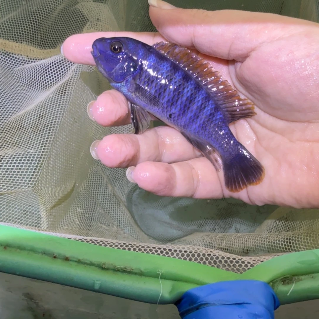 好***。慈鲷鱼36号松比西勾鼻黑纱