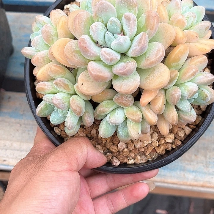 多肉植物一物一拍