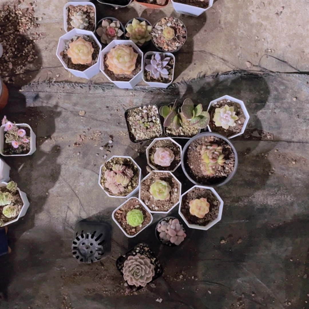 糊*范糊涂姐姐一物一拍