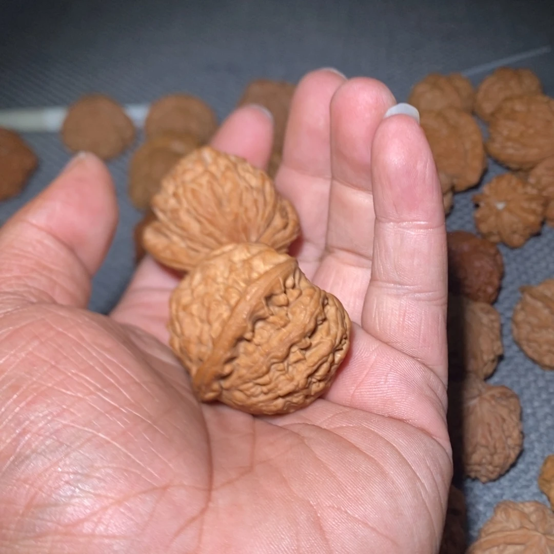 “***新白狮子。