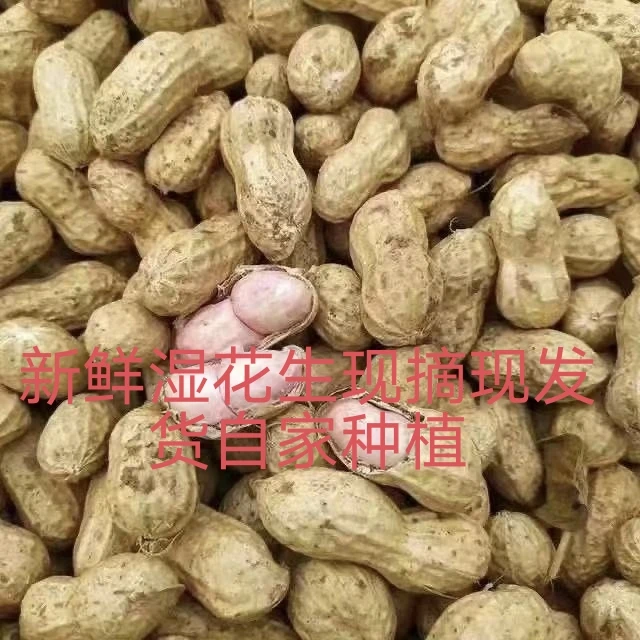 新鲜现挖带壳带泥湿花生可水煮生吃饱满鲜嫩人工挑选优质湿花生