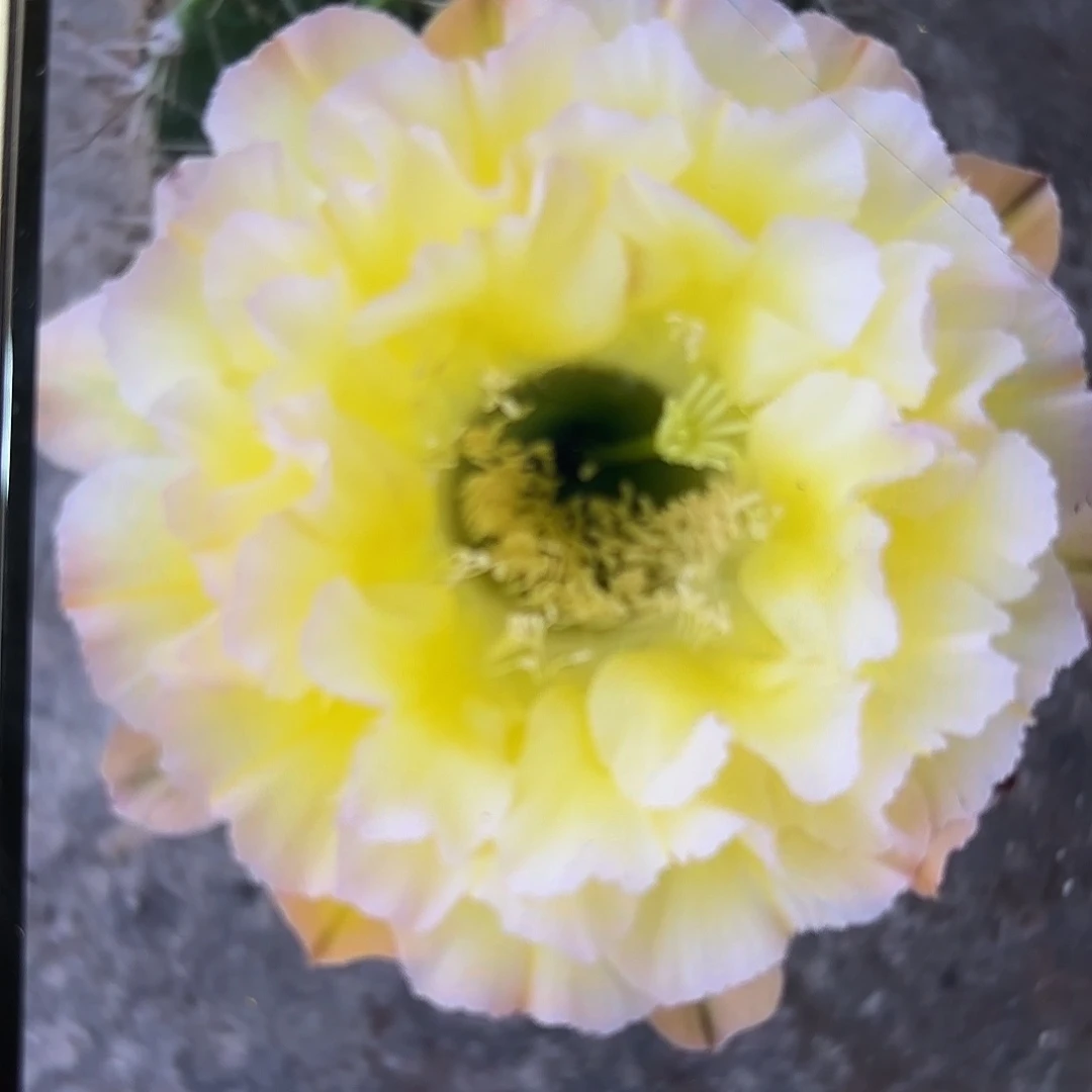 彩草青青蛋挞6公分微瑕