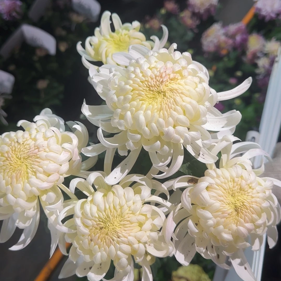 无花朵A5555555555