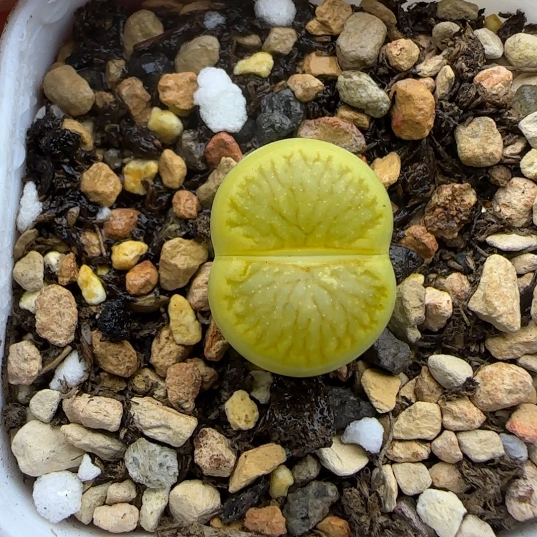 金色绿菊福利一颗大棚直播