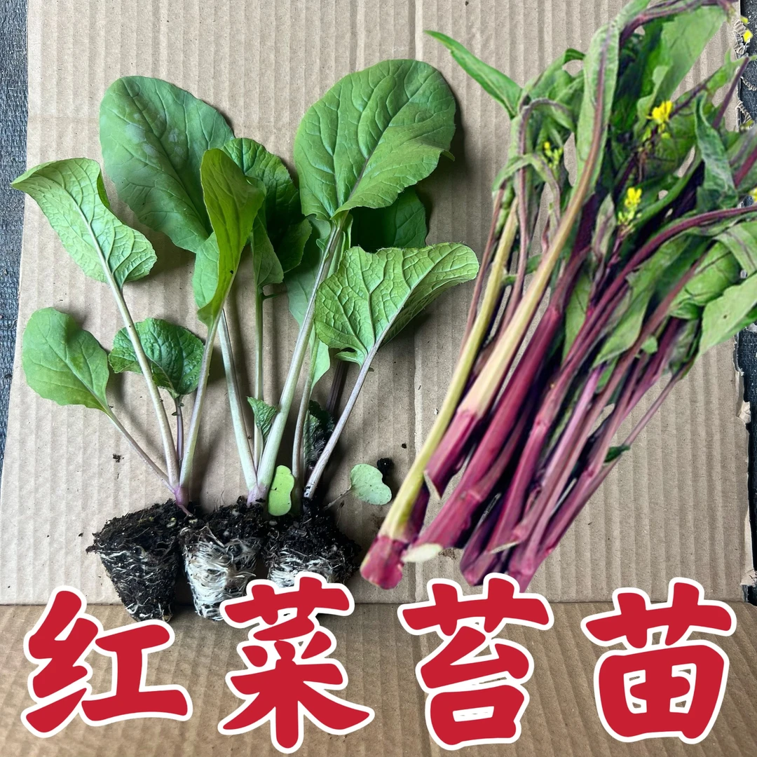 红菜苔秧苗脆甜耐寒耐高温四季秋冬苗阳台庭院种植苗蔬菜秧苗大全