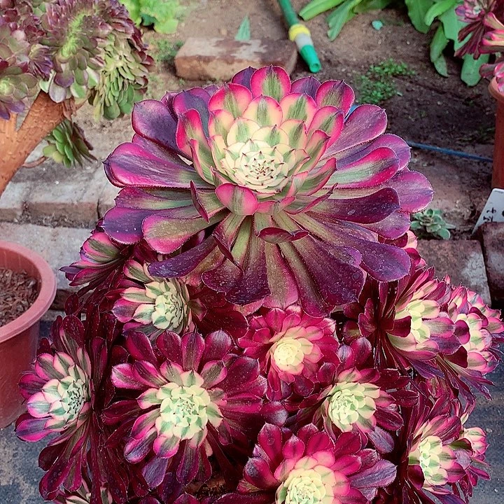 福利红超白，微瑕