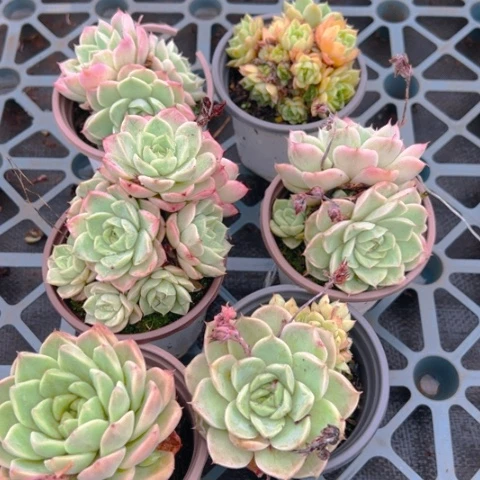 精品多肉，女玩玫瑰六个