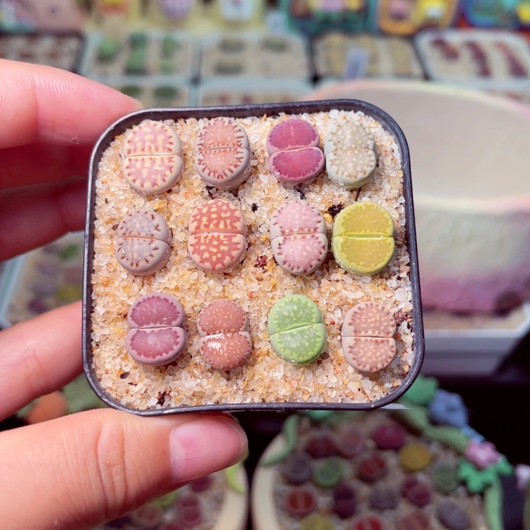 34号带盆包邮发货