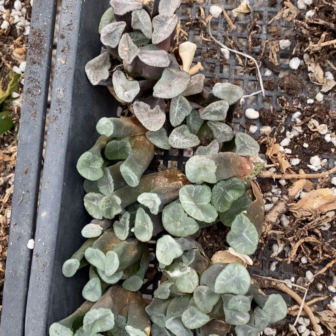 218 一组10颗实生大万象 4个品种 开播福利