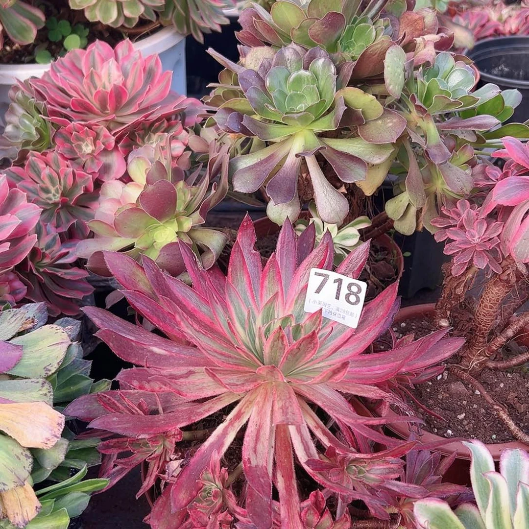 惊鸿718多肉植物多肉植物