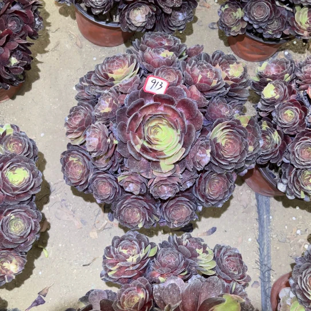 小***竹913多肉植物黑美人