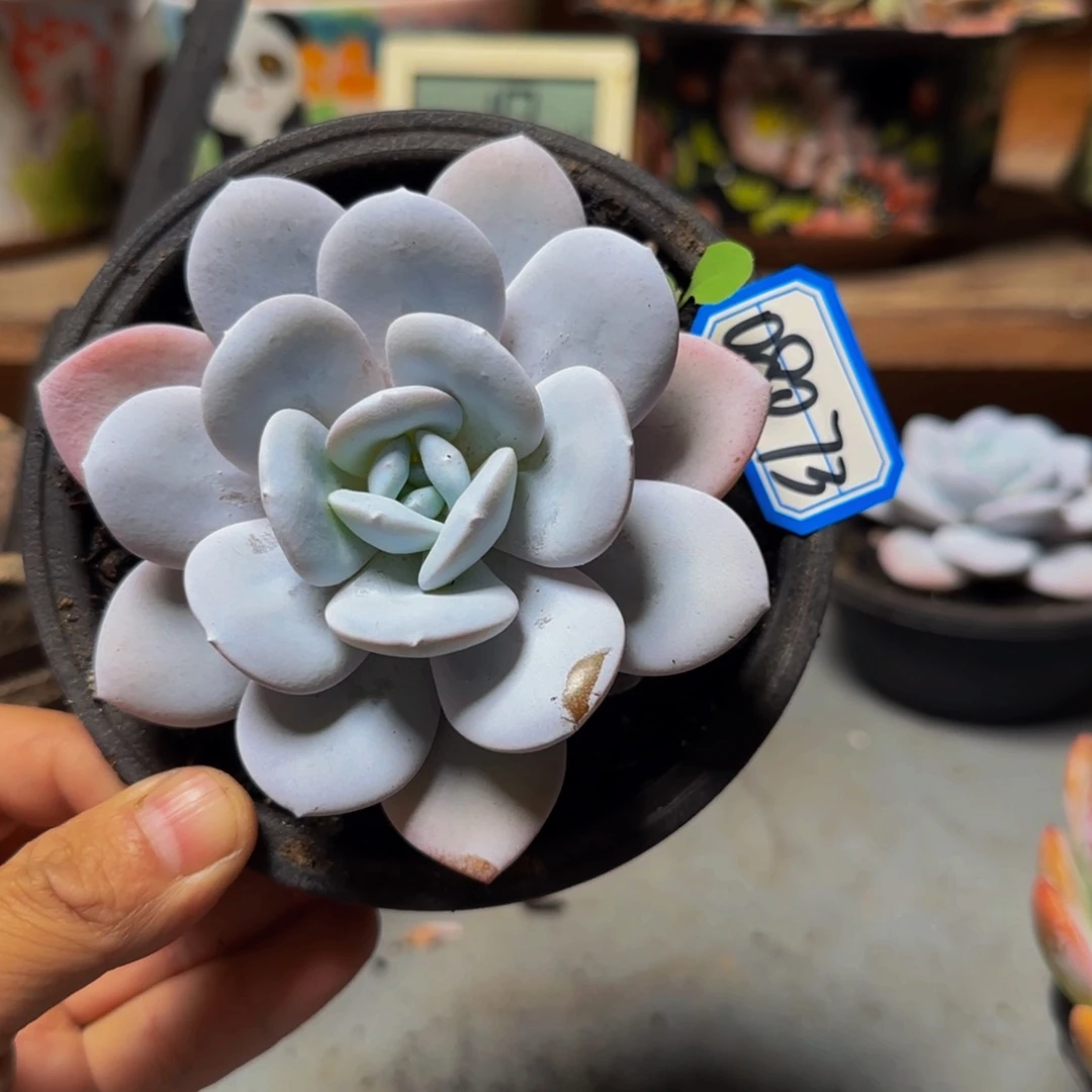 08073雪莲多肉单头