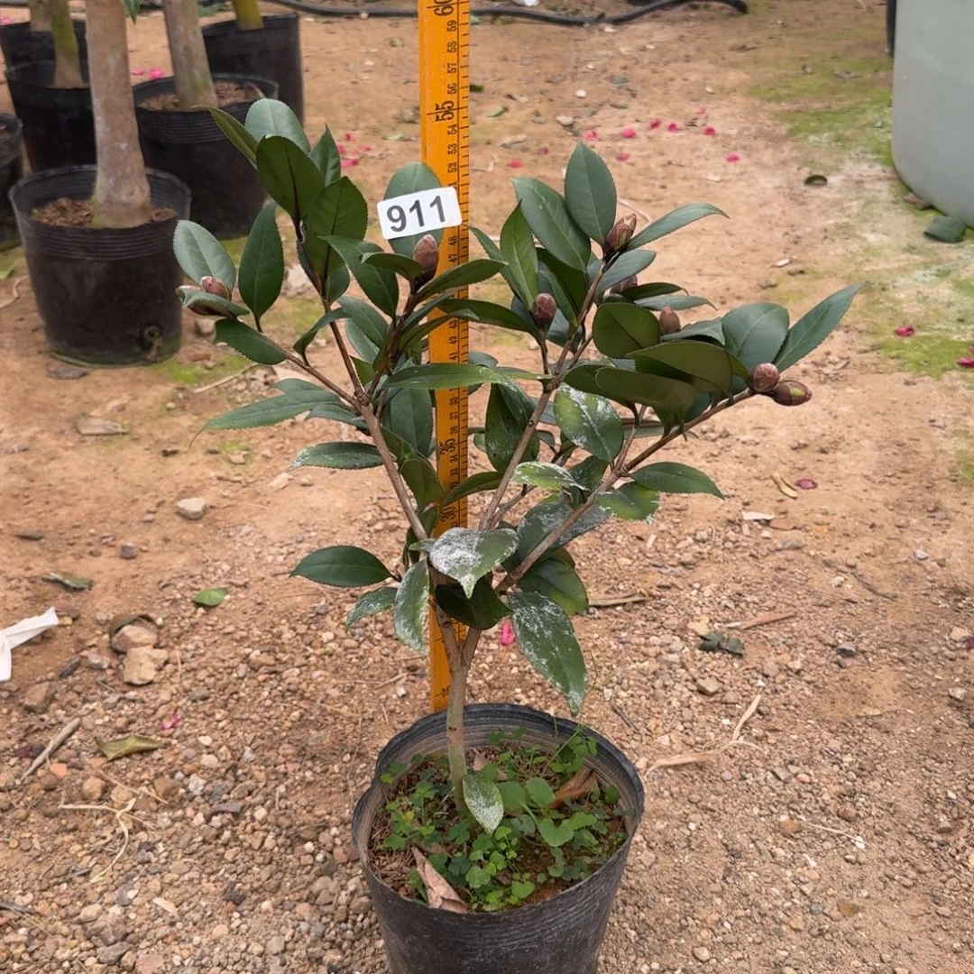 少量花朵（建议范围：2朵-5朵 或40%以下）911红贝叶子带黑斑