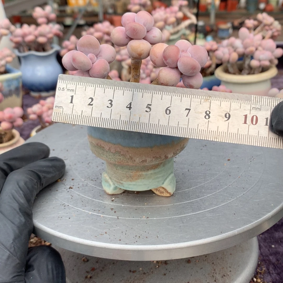 16号带盆偏远地区不包邮的