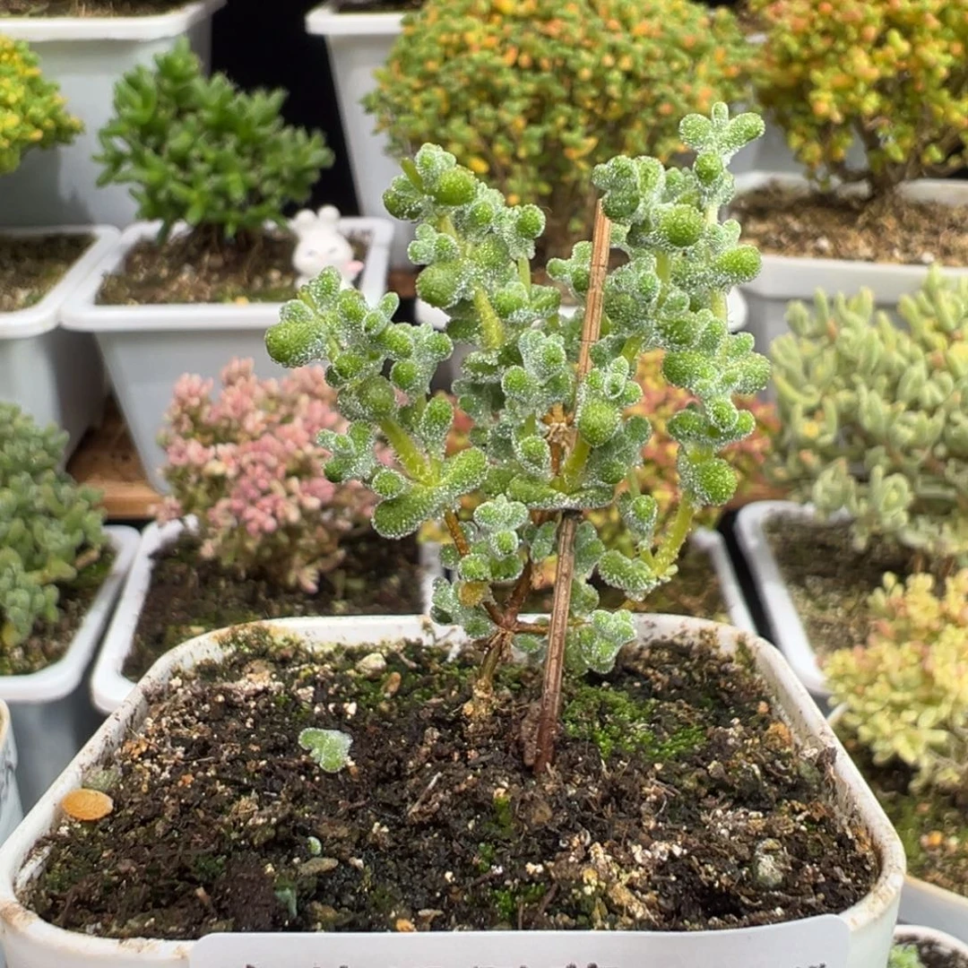 D7846超级莱斯一物一拍