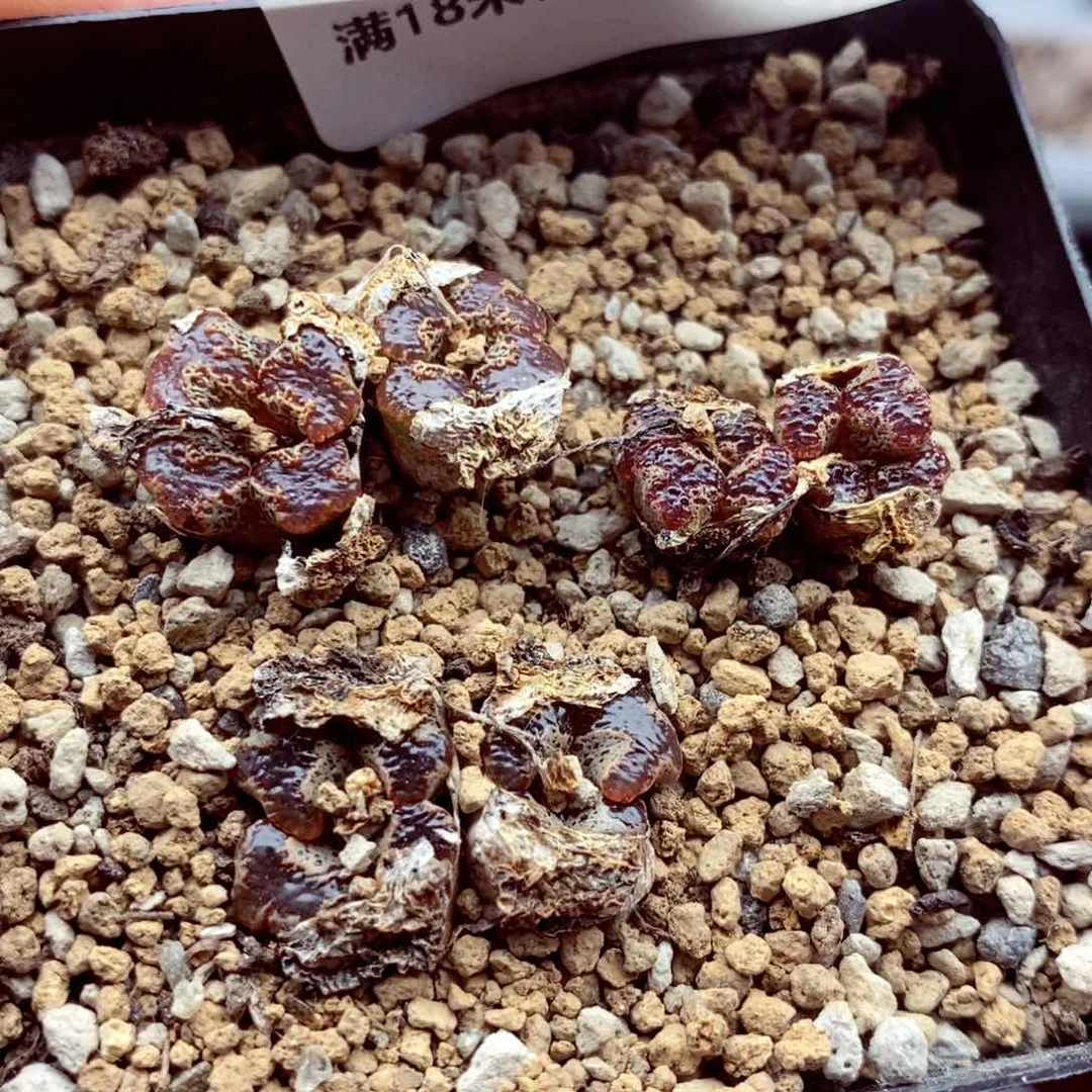 我的小姐姐们都是我的6305