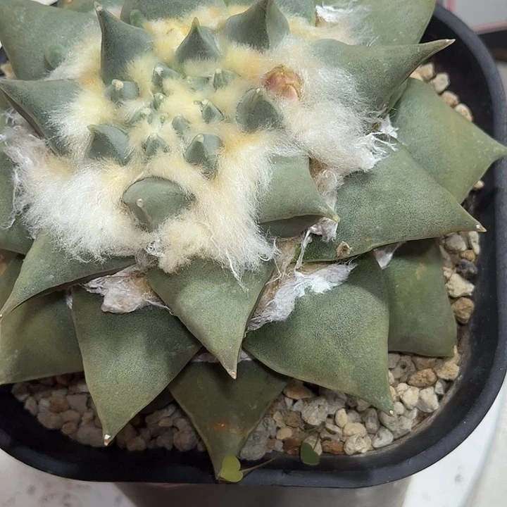 三角牡丹12厘米宽4