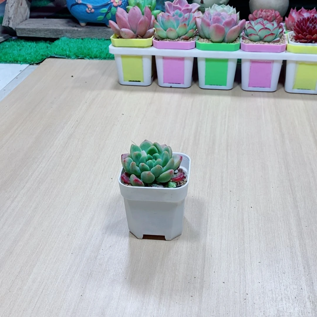 无花朵多肉植物香奈儿单颗送盆