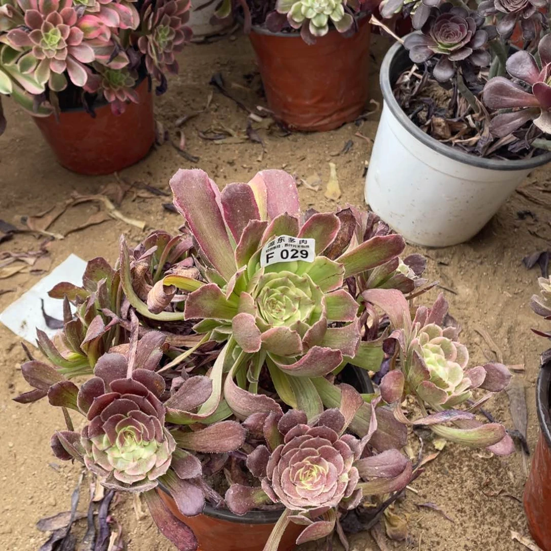 029水墨多肉法师断枝不包