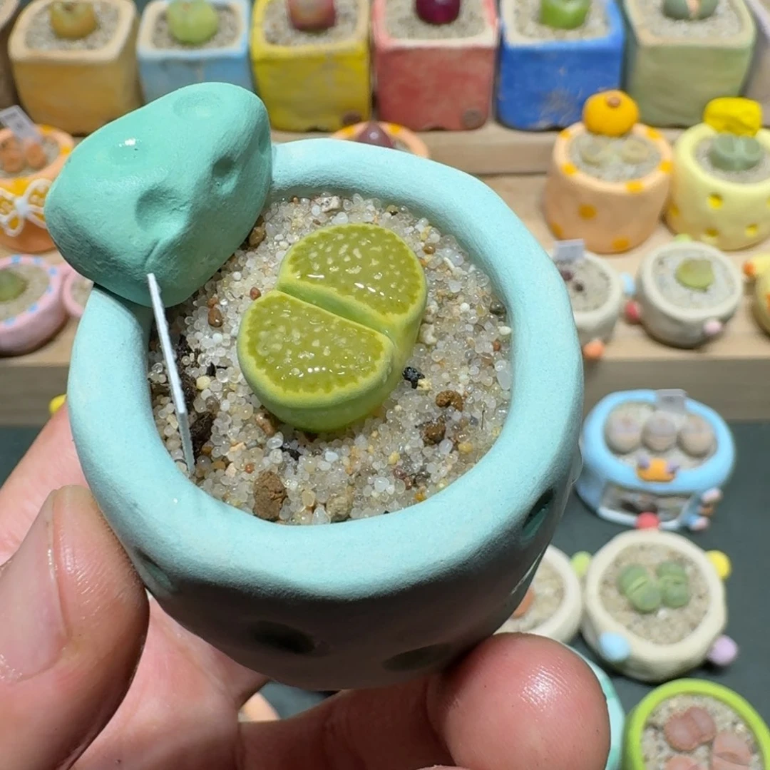 红陶蘑菇996绿孔雀