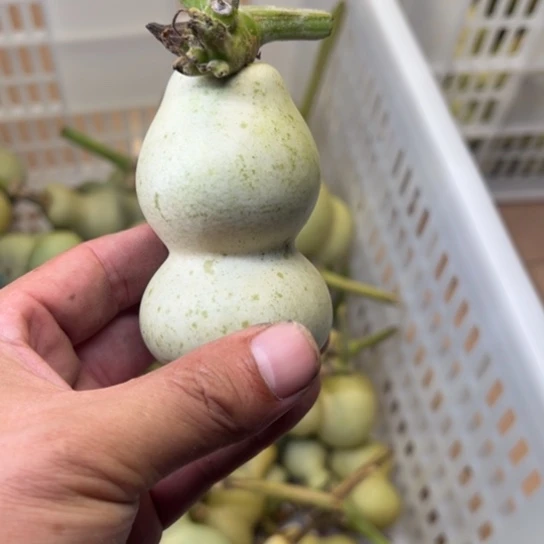 开***·葫萝卜切丝备用调料