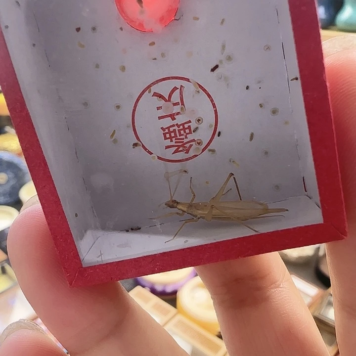 柬竹2只野生单口66666666