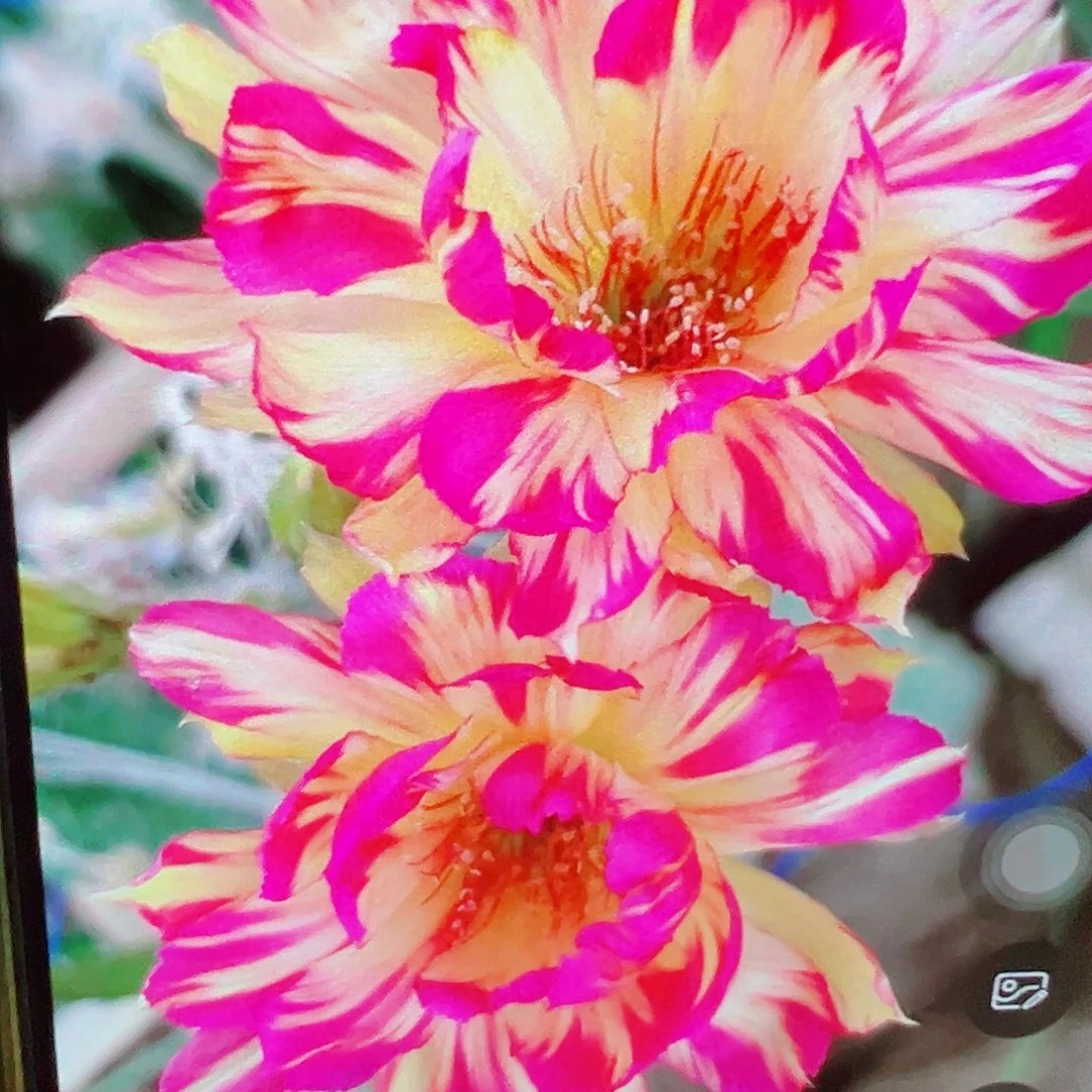 丽花 赤焰 侧芽 满20包邮