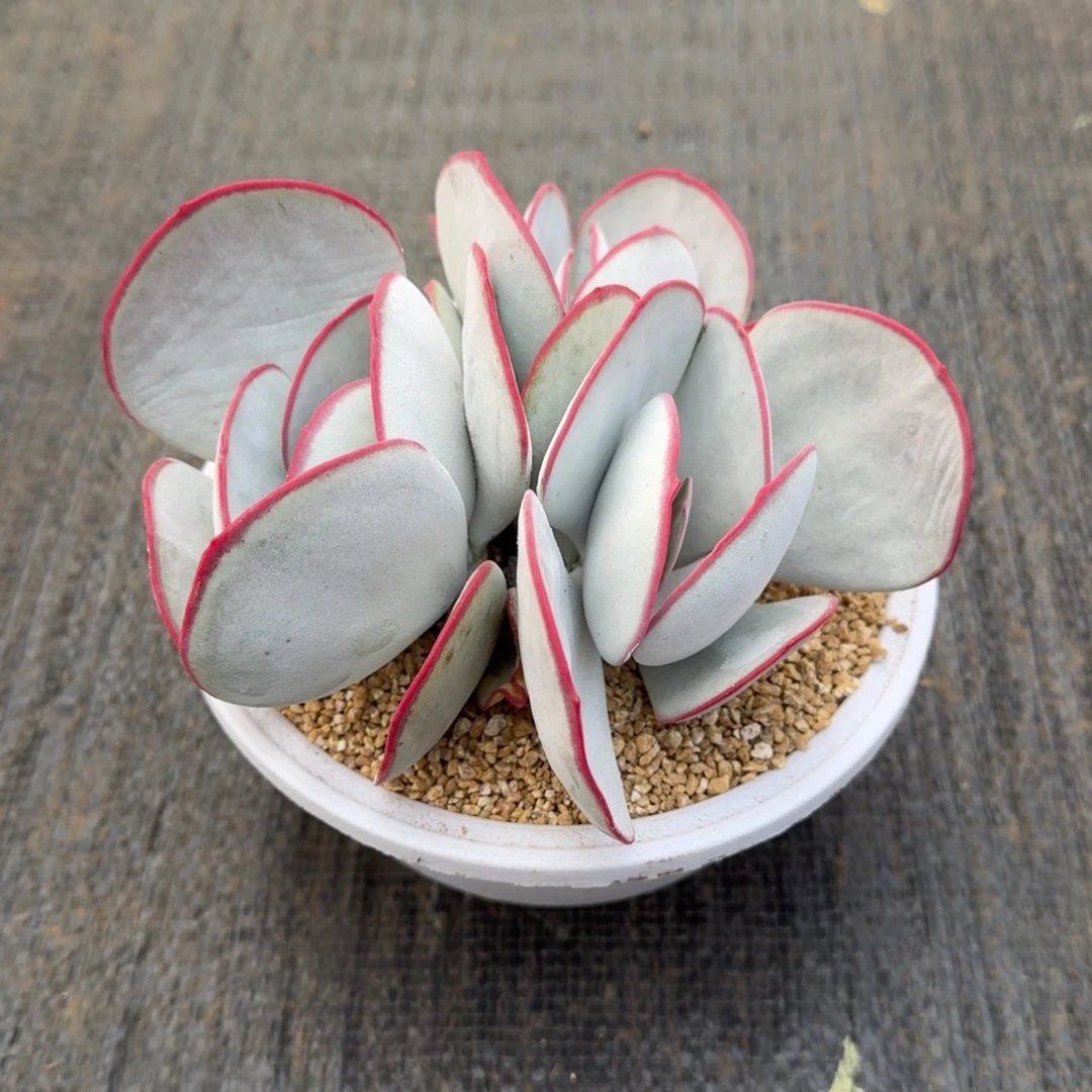 白眉群锦上园艺一物一拍