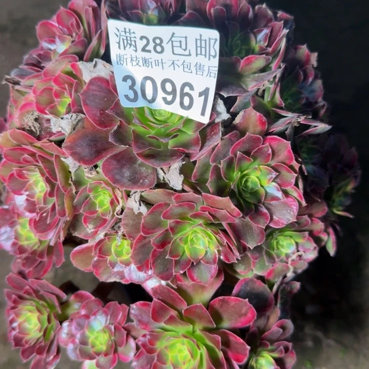 30961安娜多肉植物