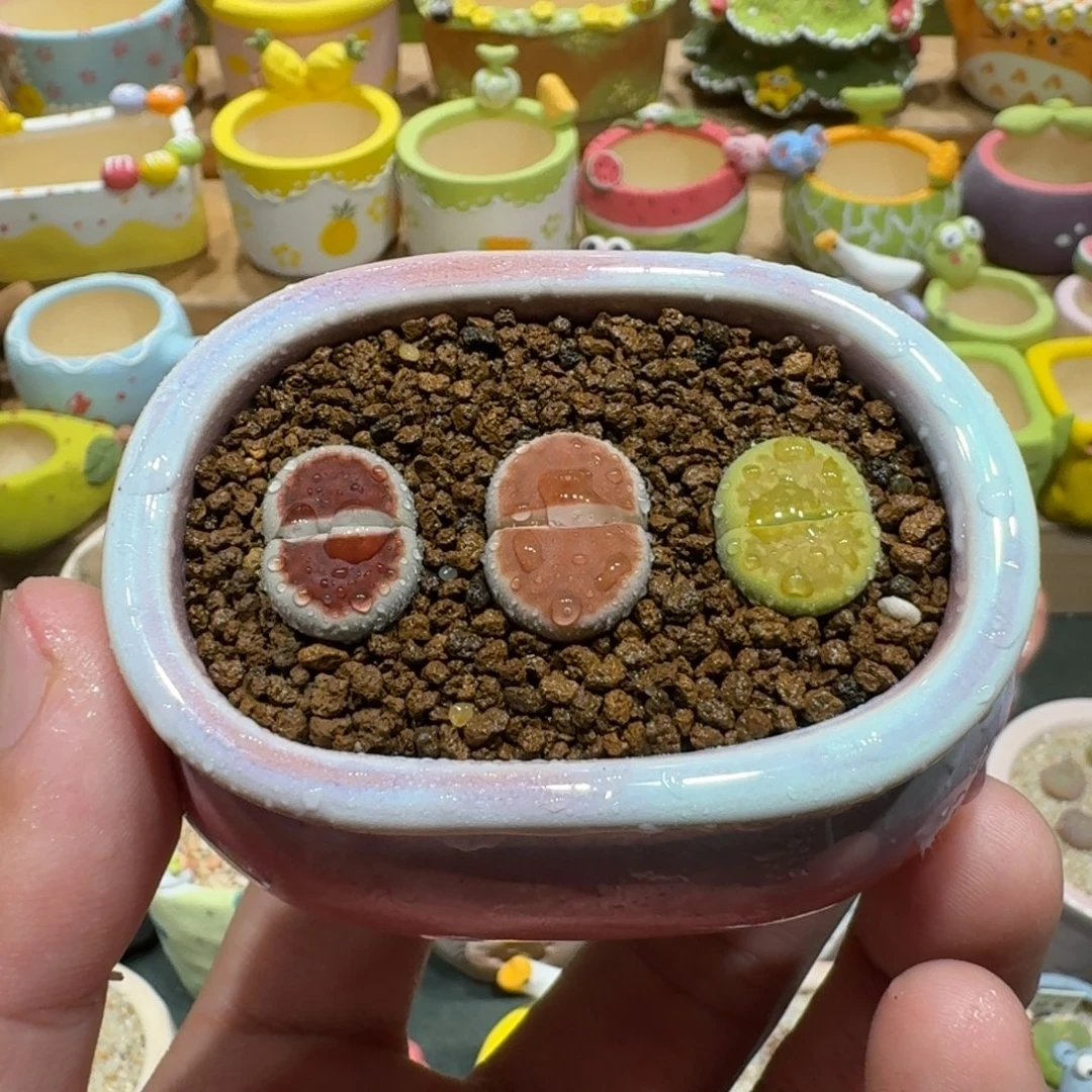 蘑菇1008彩拼多肉植物