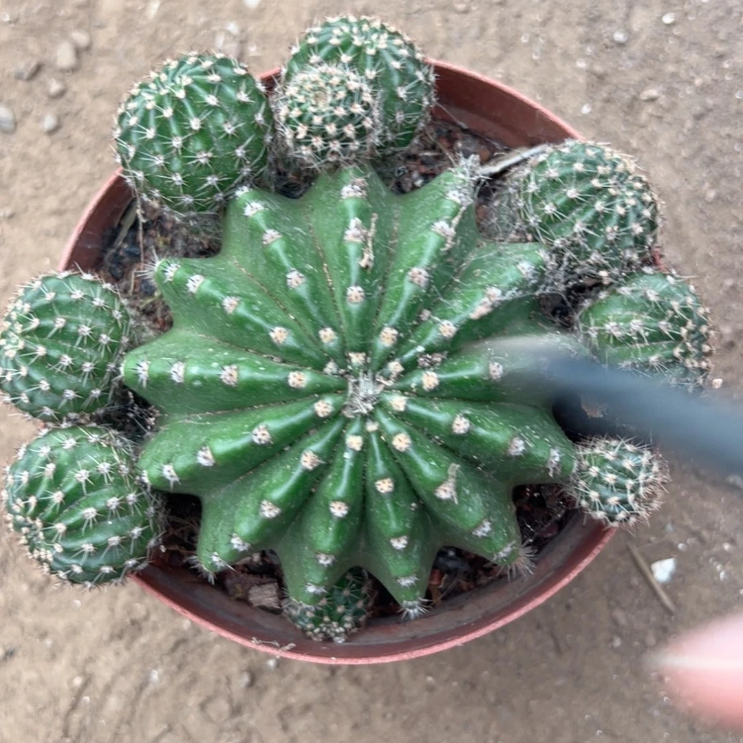 知***工零零落落 零零落落