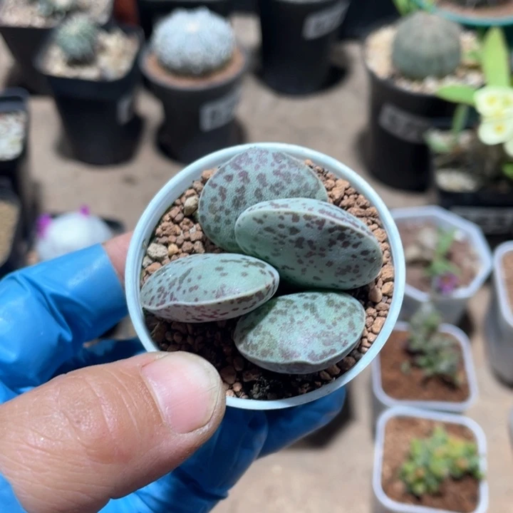 铁**?866花旦多头植物