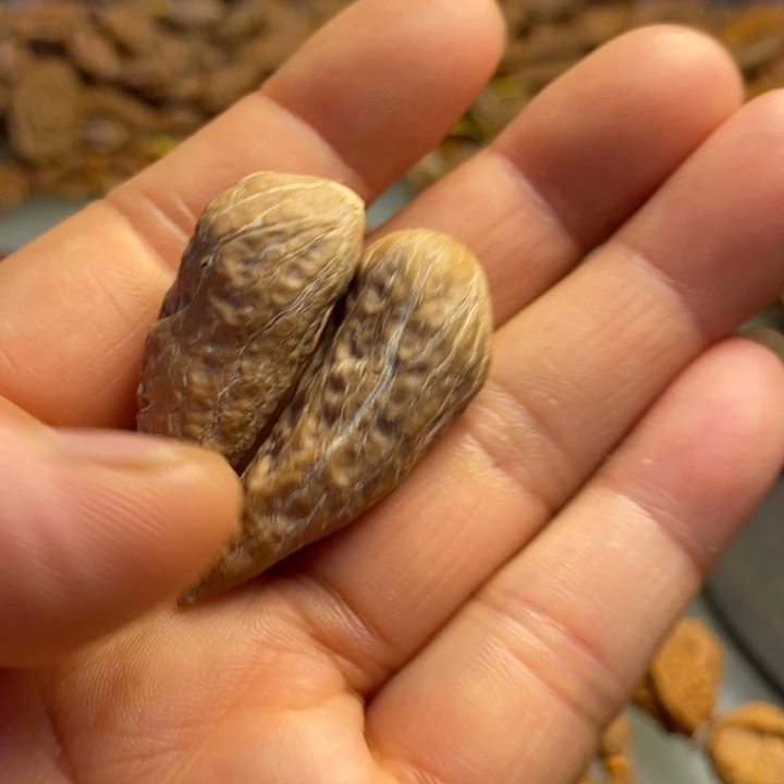香榧木拿姐工艺流程8