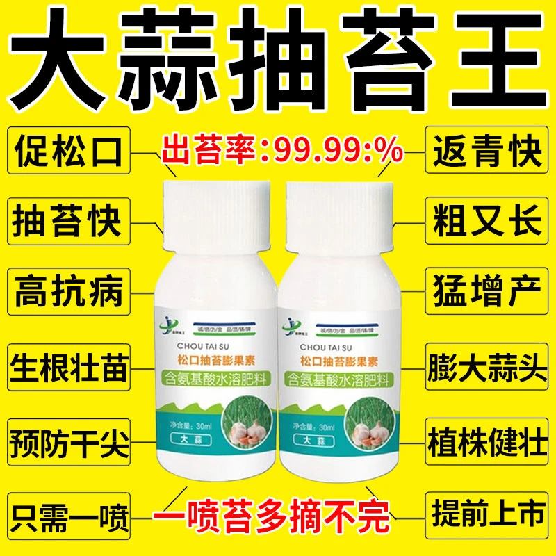 大蒜抽苔肥蒜苔松口剂大蒜早抽苔蒜头大蒜苔粗直长快速变绿易抽苔