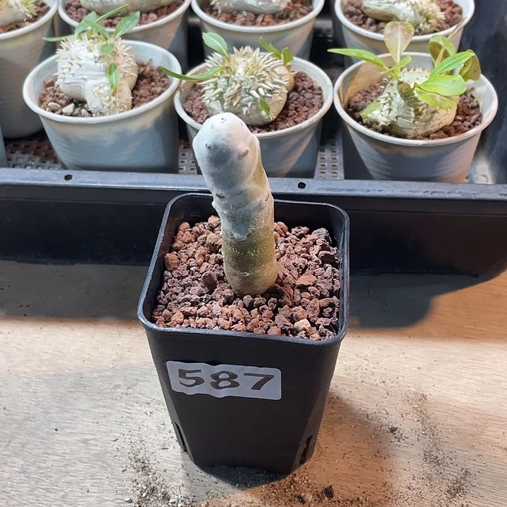 587雪露厚墩菊块根