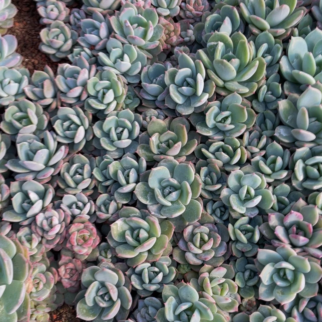 ✨***子3281珍妮整框