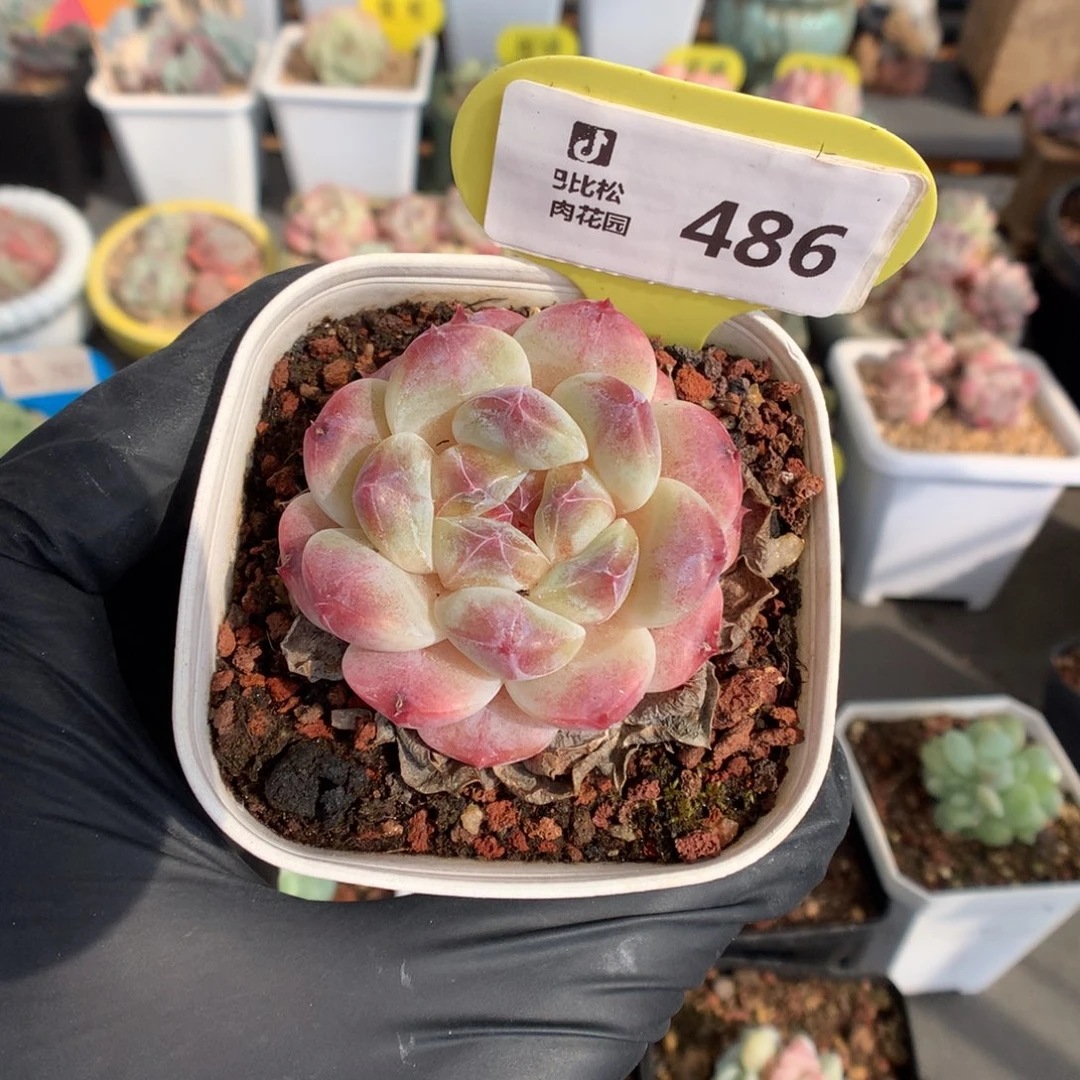 486 秘境冰魄多肉