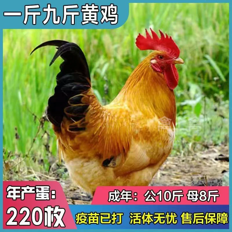 一斤左右九斤黄土鸡宠物鸡长尾鸡【顺丰包邮】到手6只