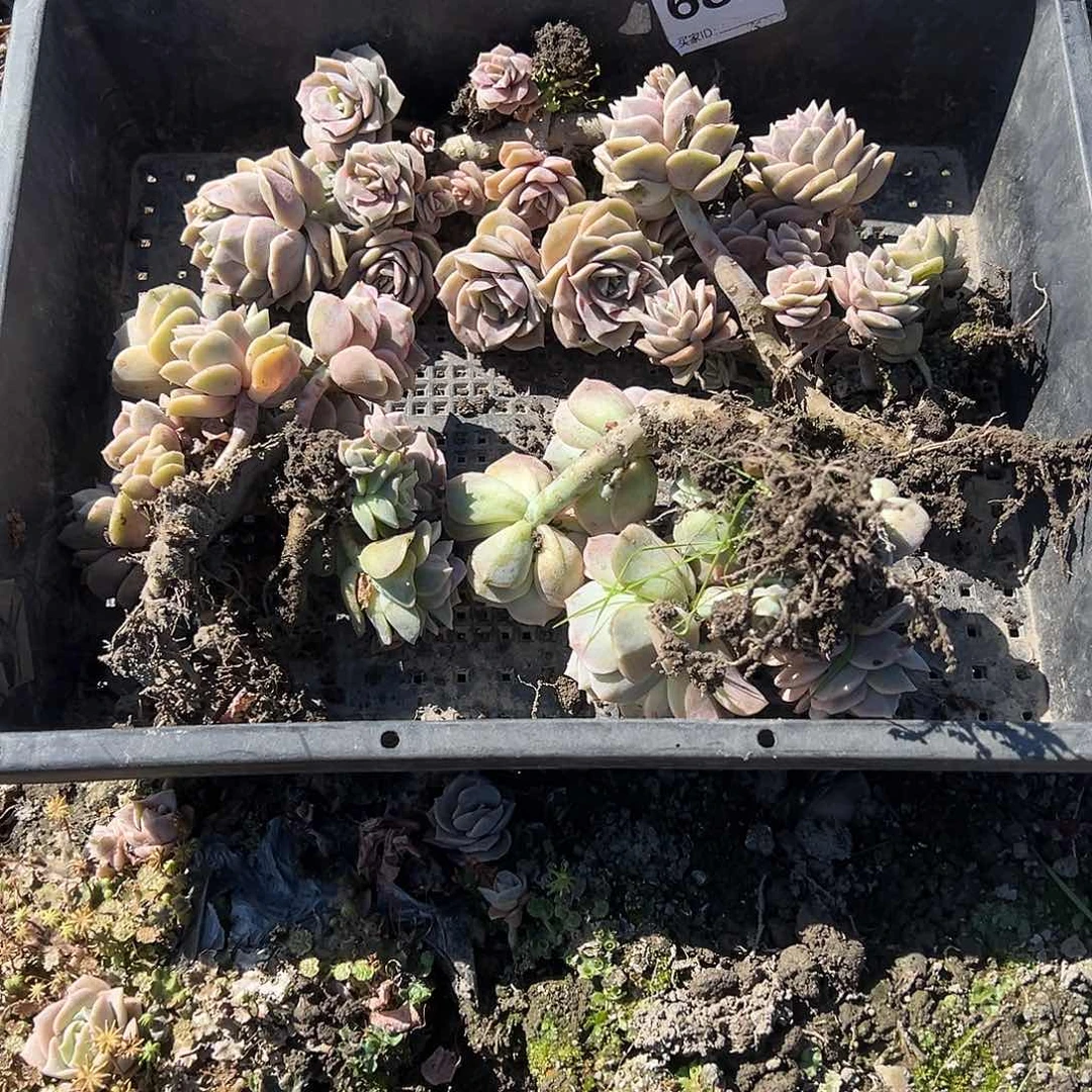 叫***_682不售后4颗