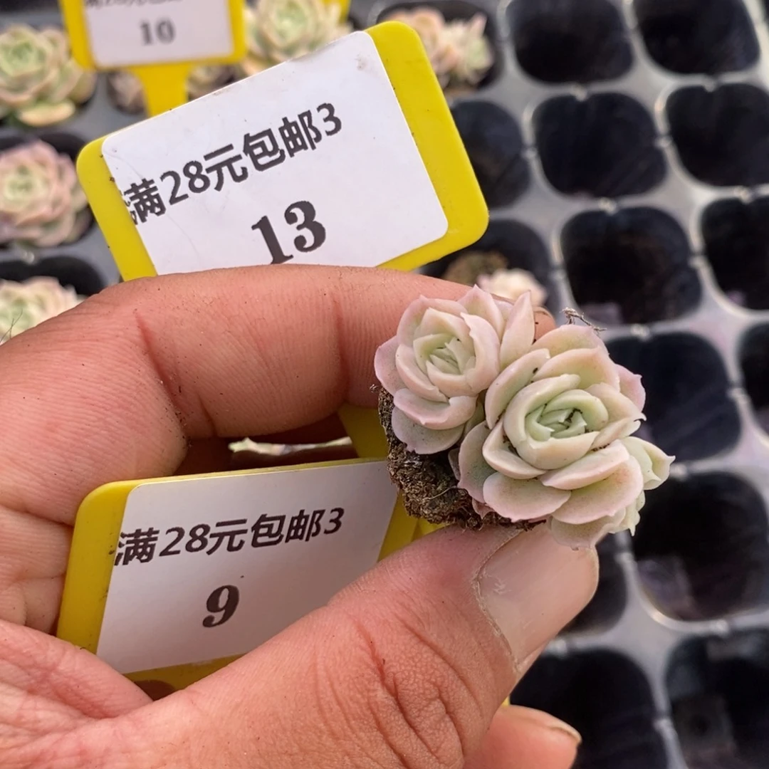 刺**崔313水晶虾饺多肉植物