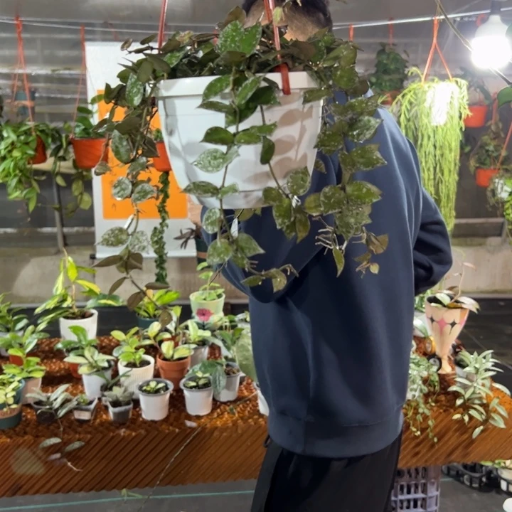 星***火无花朵高斑心叶裂瓣
