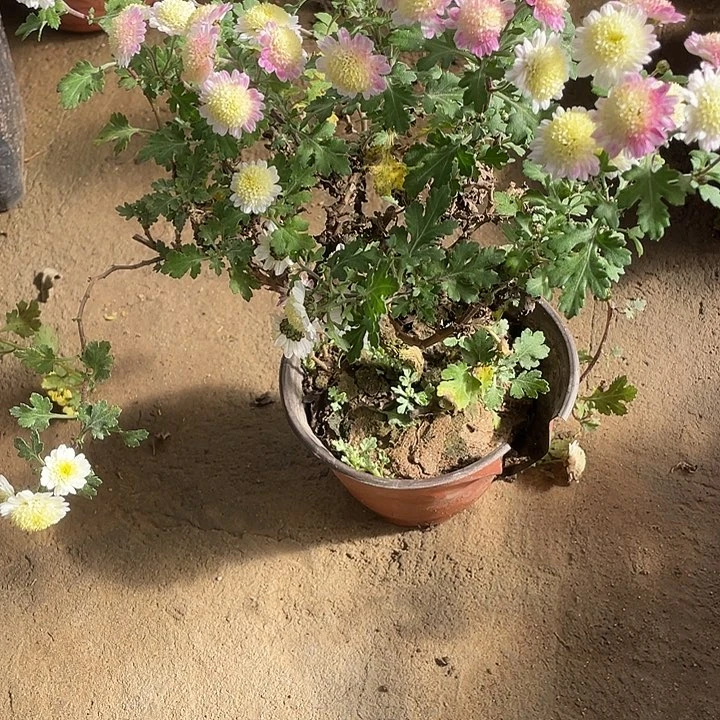 乐***好35菊花菊花菊花家