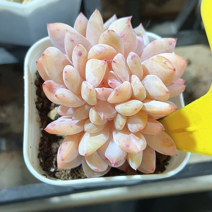 多肉植物雪天使缀552