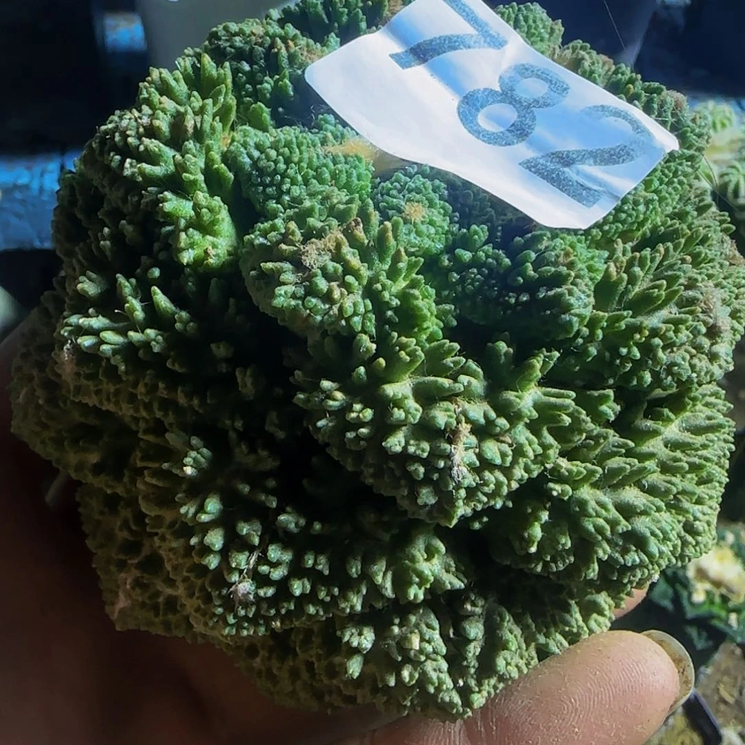 象***宝大牡丹782仙人球开花