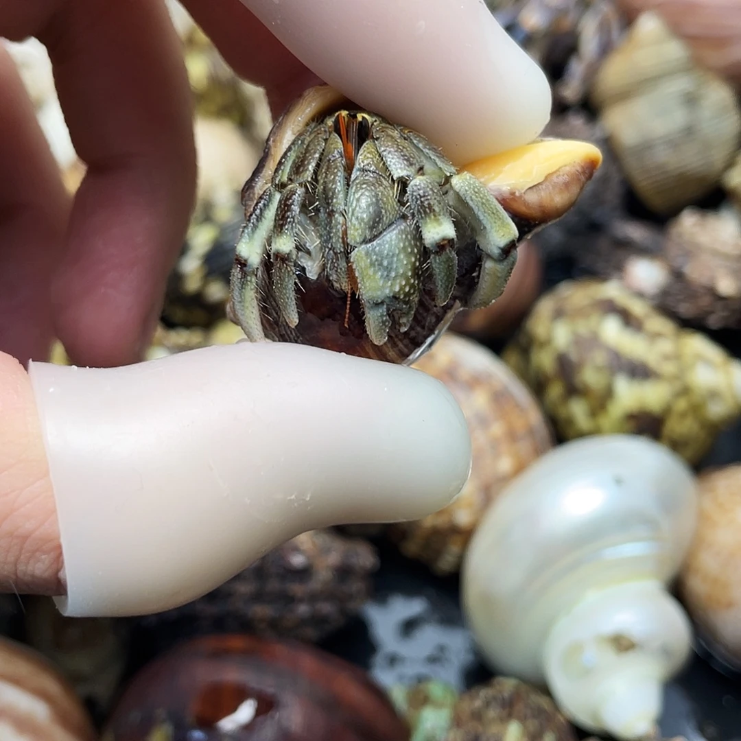 1.7口通体薄荷绿虎纹红日