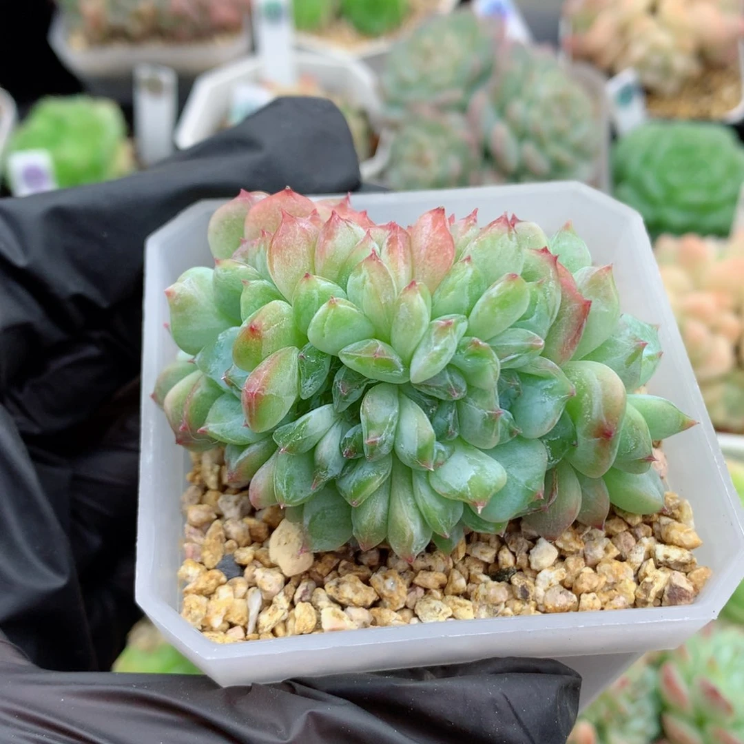 58包邮  群生不包整糖心缀103