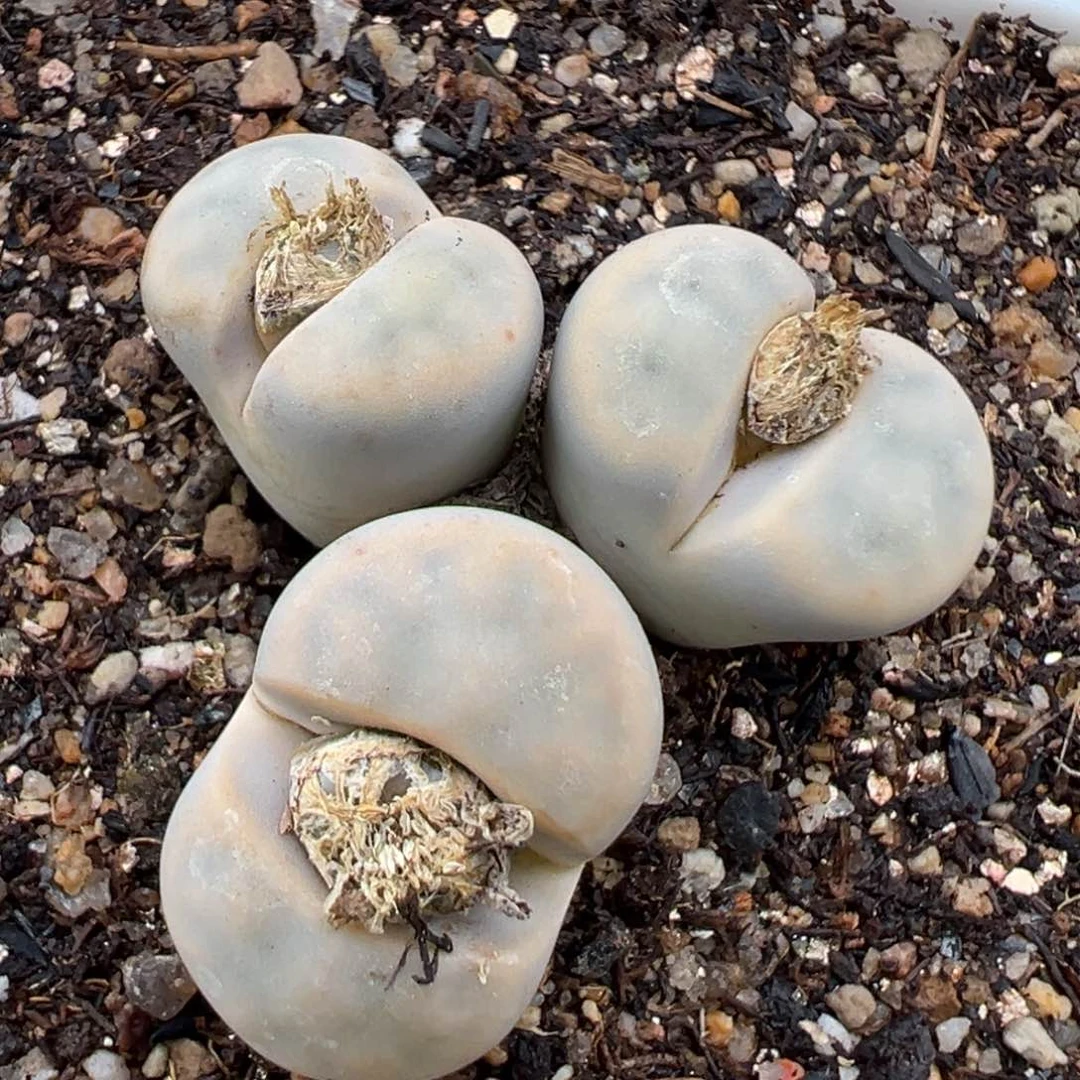 2.9好看的多肉073