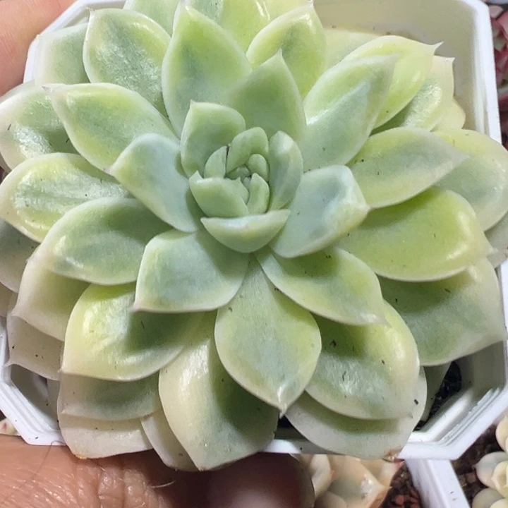 麦秆锦多肉植物542